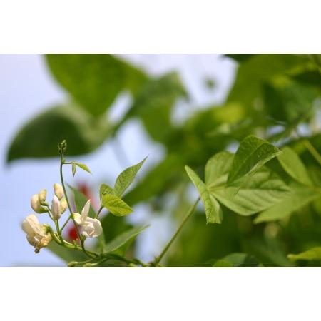 ふるさと納税 花嫁ささげ缶詰め(3缶セット) KBJ001 福島県北塩原村