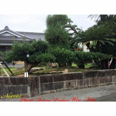 植木 羅漢槇（ラカンマキドラゴン）No1