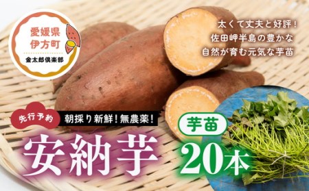 朝採り新鮮！無農薬！安納芋 芋苗（20本）| さつまいも サツマイモ