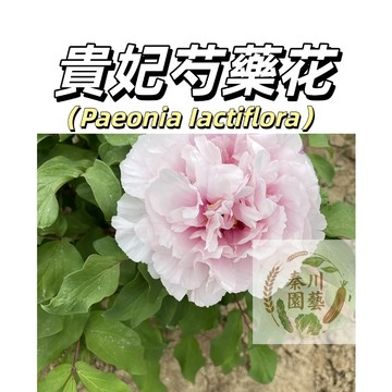台灣現貨（貴妃芍藥花種子 SY-10）濃香型~粉色係重辦多年生觀賞花卉耐熱大花型庭院陽台盆栽非牡丹四季可種植可藥用