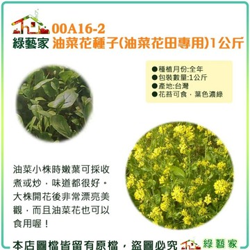 【綠藝家】精選特優油菜花種子(油菜花田專用)1公斤 (產地台灣)(早生種，開花較早.花海種子) 景觀花海.綠肥專用種子