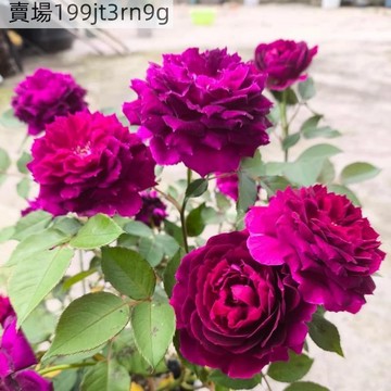 現貨🌹【紫茸月季種子】🌹 （250粒）YJ-58 多年生玫瑰種子 多頭豐花濃香飽滿 庭院陽台室內外盆栽花卉 綠植切花種籽