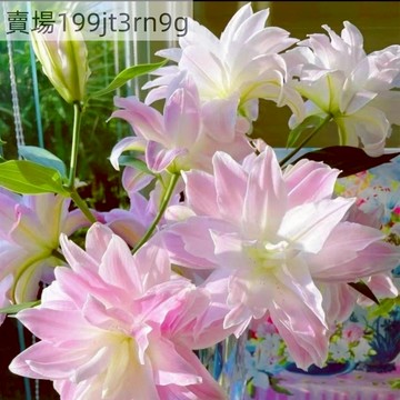 現貨 新款百合（250粒）香水百合種子大全 好養易活 盆栽室內花植物花 室內花卉種子 超大顆百合種球種根 濃香百合花種子