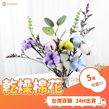 乾燥棉花 一組10隻 棉花 天然 乾燥花 花藝 花束 拍攝 送禮 情人節 告白 手作 毛根 裝飾 生日 造景 居家 生活