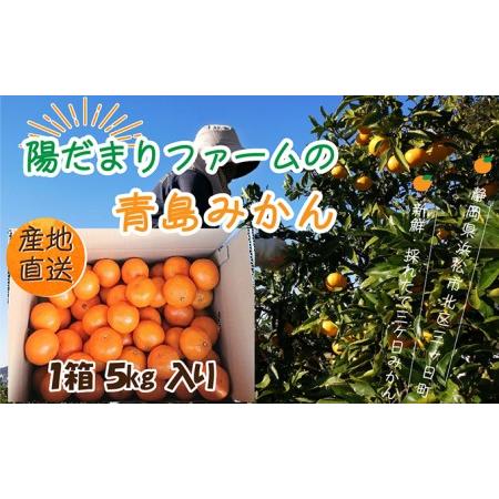 ふるさと納税 陽だまりファーム 三ヶ日 青島 みかん 5kg 1箱 静岡県浜松市