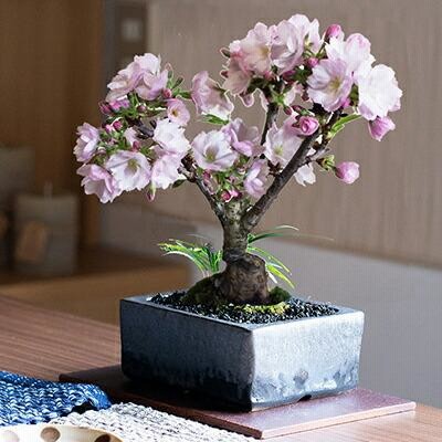 盆栽 桜 桜盆栽 ミニ盆栽 ミニ桜 旭山桜 金彩 4号 信楽焼 花見 四季