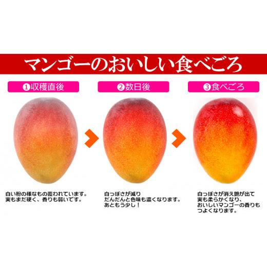 ふるさと納税 沖縄県 名護市 2024年発送アップルマンゴー　家庭用2kg 先行予約