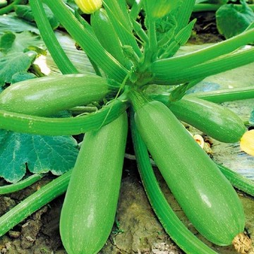 🥒（櫛瓜種子）現貨 四季水果型西葫蘆種子 無蔓蔬菜高產節瓜 盆栽田園爬藤水果蔬菜種子  角瓜 四季可播種 早熟蔬菜種子