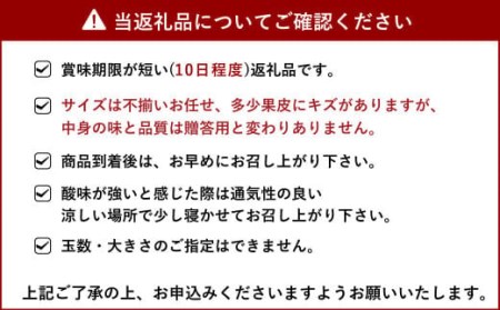 宇城市産 あーちゃん家の 不知火 訳あり 10kg