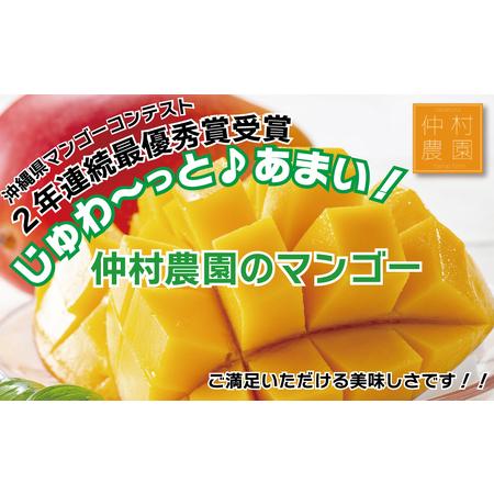 ふるさと納税 仲村農園の家庭用アップルマンゴー約1Kg  マンゴー 果物類 マンゴー フルーツ おきなわ マンゴー 南国 完熟 沖縄.. 沖縄県うるま市