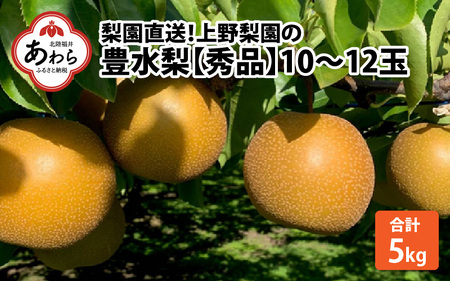 上野梨園の豊水梨 8～12玉入 約5kg  4L～6L《数量限定》梨園直送！   期間限定 果物 フルーツ 農家直送 シャキシャキ もぎたて 旬 お取り寄せ ※2024年9月上旬より順次発送