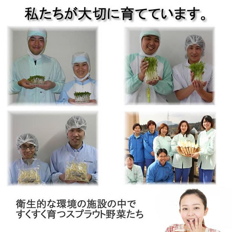 ブロッコリースプラウト 野菜セット 発芽野菜 おためし 11品セット 豆苗 子大豆もやし 機能性表示食品 ミールキット カット野菜 ギフト 送料無料