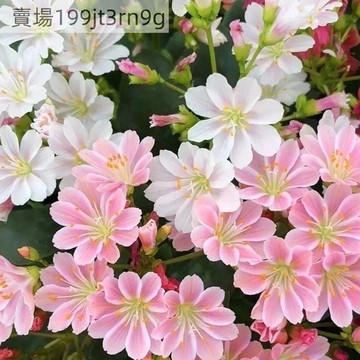 現貨🌹【露微花種子】（250粒）🌹四季種植 濃香多年生花卉種子 四季懶人養護植物種籽 花海種子 庭院陽台盆栽種子