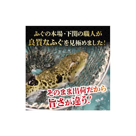 ふるさと納税 山口県 下関市 朝獲れ活締め! とらふぐちり鍋 ふぐ皮とヒレ付き てっちり 本場 河豚 関門ふぐ ふぐ鍋 ふぐちり鍋 海鮮鍋 高級魚 鮮魚 本場 下関 …