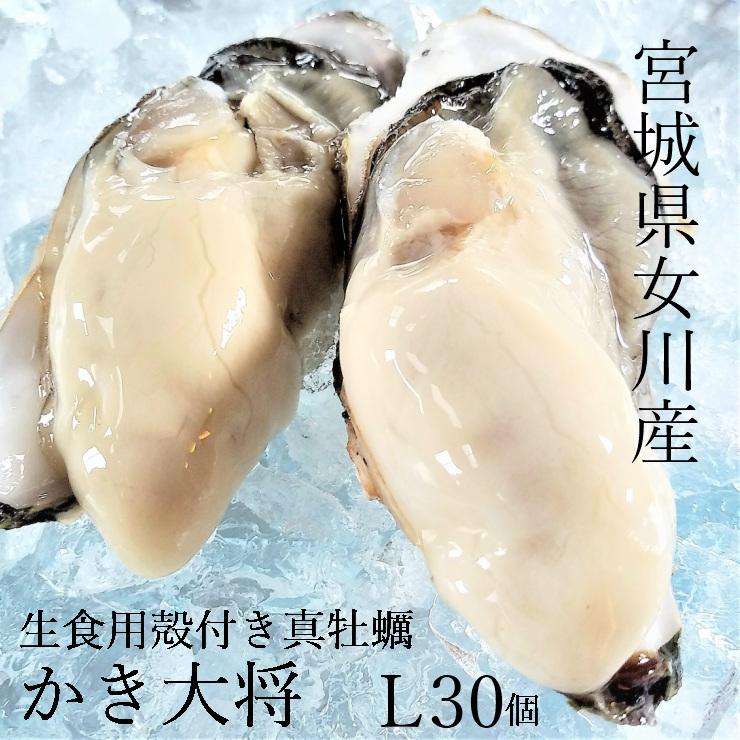 『かき大将Lサイズ30個』生食用 三陸 宮城 女川 牡蠣 殻付き 生食用 生牡蠣 カキ 生 冷蔵産地直送 BBQ 冬 ギフト お歳暮 のし対応