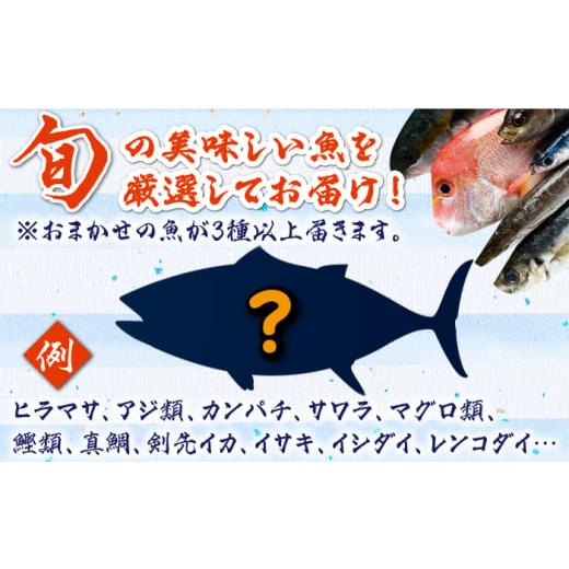 ふるさと納税 長崎県 対馬市 対馬 イカ 姿造り と 刺身 の セット 《対馬市》新鮮 海鮮 いか 冷凍 刺身 ケンサキイカ 島魚 海鮮丼…