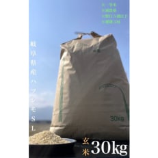 養老町産　岐阜ハツシモ　30kg　玄米　全3回