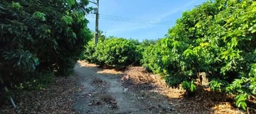 佛光普照三甲地／統嶺段山坡農地｜高雄市大樹區統嶺段