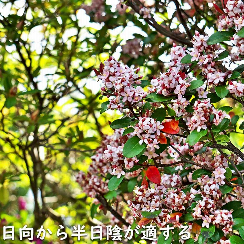 楽天市場】ヒメシャリンバイ 【送料無料】 姫シャリンバイ 高さ