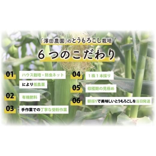 ふるさと納税 福井県 あわら市 春とうもろこし 10本 おおもの 黄色 朝採り ／ 期間限定 数量限定 ハウス栽培 産地直送 甘い スイートコーン とう…