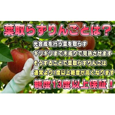 ふるさと納税 鶴田町  家庭用 葉取らずサンふじ 約5kg 青森県産りんご