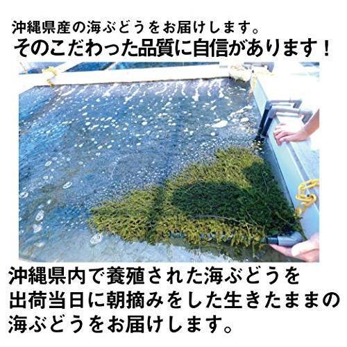 沖縄の海で育ったプチプチ海ぶどう 500g