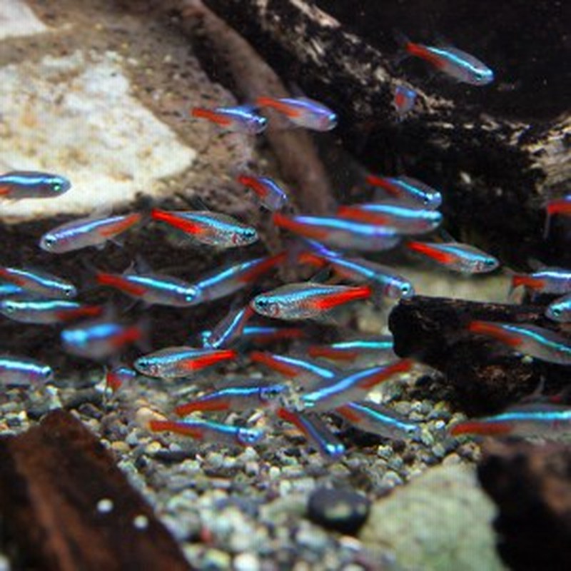 熱帯魚 生体) ネオンテトラ（ＳＭサイズ 約１.５-２cm）（１０匹） 【ネッタイギョ】【水槽/熱帯魚/観賞魚/飼育】【生体】【通販/販売 通販  LINEポイント最大1.0%GET | LINEショッピング