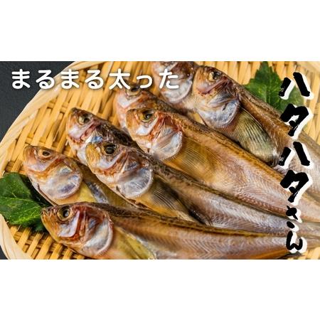 ふるさと納税 丸々太った ハタハタ さん。[ 干物 人気返礼品 京都府宮津市