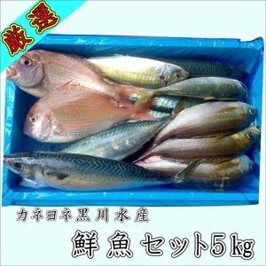 ふるさと納税 御坊産　鮮魚セット5kg沖縄・北海道・東北・九州 和歌山県御坊市