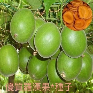 12h出貨 羅漢果（10粒）食用羅漢果種子 金黃羅漢果水果種子 中藥種籽 爬藤果樹種子 高產神仙果 發芽率99%