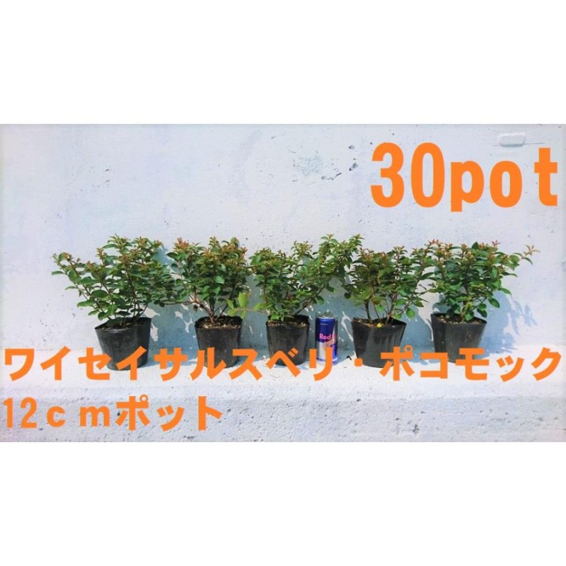 ワイセイ サルスベリ ポコモック 30ポットセット 成長が遅く毎年花が咲く 矮性百日紅 一才サルスベリ 苗 ガーデニング 寄せ植え |  LINEブランドカタログ