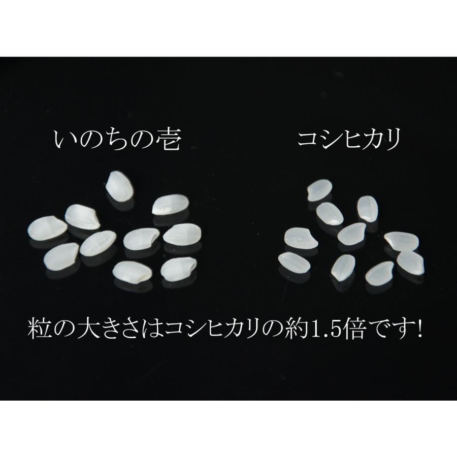 お米 3kg 新潟県長岡産 いのちの壱 3kg×1袋 令和5年産米 白米