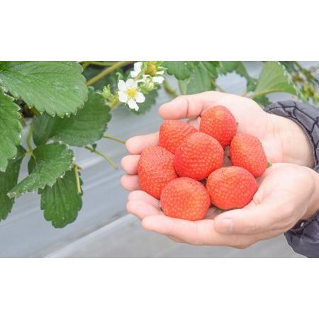 ふるさと納税 “食べた人を幸せに” 瀬戸内の恵みたっぷり完熟イチゴ (8パック) 兵庫県赤穂市