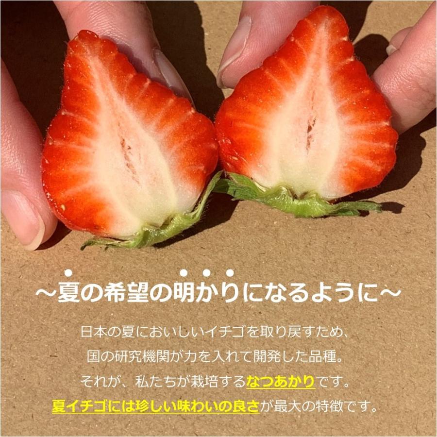 6月〜11月発送 良食味の新しい夏秋イチゴ 無選別 規格外 全サイズ混合 バラ詰め 1kg 秋田県産 なつあかり ご自宅用 ジャム・ソース用