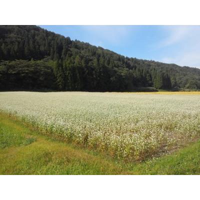 ふるさと納税 妙高十割蕎麦※沖縄県・離島配送不可 新潟県妙高市