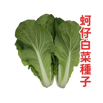 台灣現貨 蚵仔白菜 種子 小白菜 夏秋季 快菜 耐熱 青江菜 替代 家庭必備 播種易 蔬菜種子 盆栽 陽台 可食用