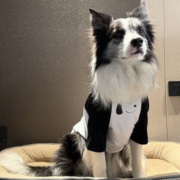 💕在臺出貨🔥大狗薄款衣服邊牧金毛薩摩衣服狗狗衣服大型犬搞怪可愛衣服