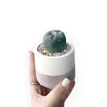 (現貨) 莫蘭迪粉系列 | 烏羽玉仙人掌 圓形雙色水泥仙人掌植栽