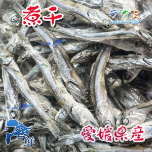 業務用 愛媛産 煮干 １kg 新物 いりこ 無添加 特選