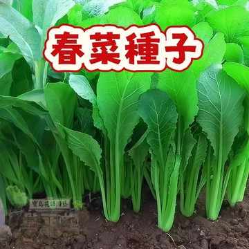 ✨✨✨熱銷 （春菜種子） 當季新籽 發芽率高 抗熱耐寒 生長速度快 四季可播  營養豐富  新手易種易活 #超低價