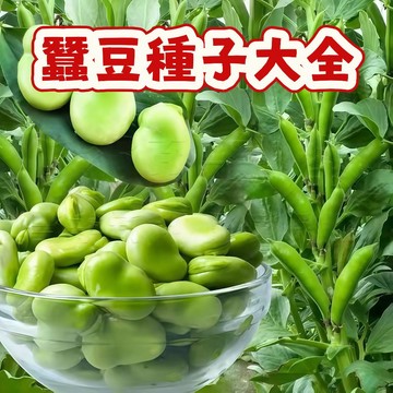 【蠶豆種子大全】  胡豆 羅漢豆 今年新籽 發芽率高 產量高 營養豐富 美味可口 陽台庭院盆栽#新手易種易活