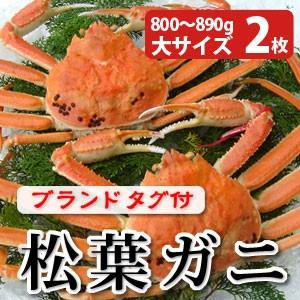 松葉ガニ（松葉がに）800〜890g（大サイズ）×2枚 日本海産 未冷凍 お歳暮ギフト 送料無料（北海道・沖縄を除く）