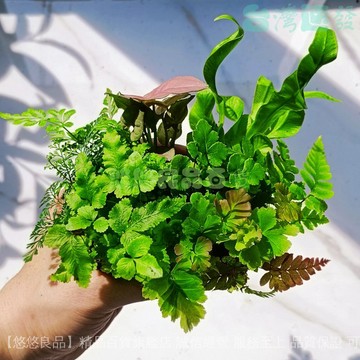 ✅店家嚴選 ⑦天鑒賞✅苔蘚微景觀水陸缸缸小植物網紋草蕨類植物造景材料盆栽綠植組閤