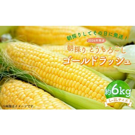 ふるさと納税 朝採り とうもろこし ゴールドラッシュ 約6kg (L〜2Lサイズ×15本) (2024年8月下旬発送予定) 北海道旭川市