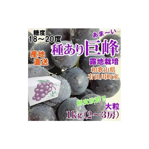 ふるさと納税 和歌山県 有田川町 巨峰１kg 2〜３房 朝穫り 和歌山県 有田産 巨峰ぶどう 種あり ご家庭用