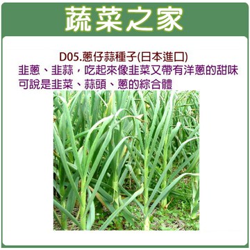 【蔬菜之家】D05.蔥仔蒜種子 (共兩種包裝可選)