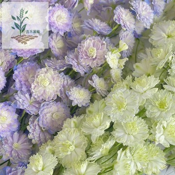 青禾園藝（飛燕草種子） 多年生 開花不斷 耐凍 庭院 四季盆栽 室外 花草植物 耐寒 花卉種子 四季種植