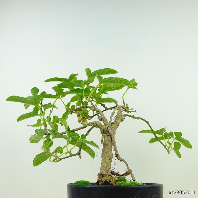 盆栽 馬の鈴草 樹高 約20cm うまのすずくさ Aristolochia debilis