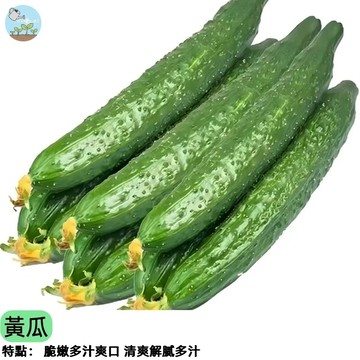 🥒【陽台豐收首選】黃瓜種子 鮮甜脆口 生吃沙拉必備 四季可種 快速結果 自家採收安心吃 四季可播