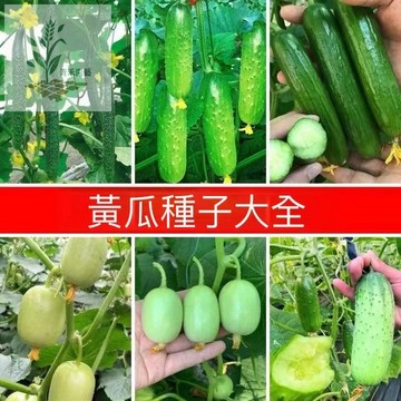 青禾園藝（黃瓜種子大全） 四季水果黃瓜 壓趴架黃瓜 白皮黃瓜 青瓜 盆栽地栽 蔬菜種子 四季播種 易種易活 四季高產